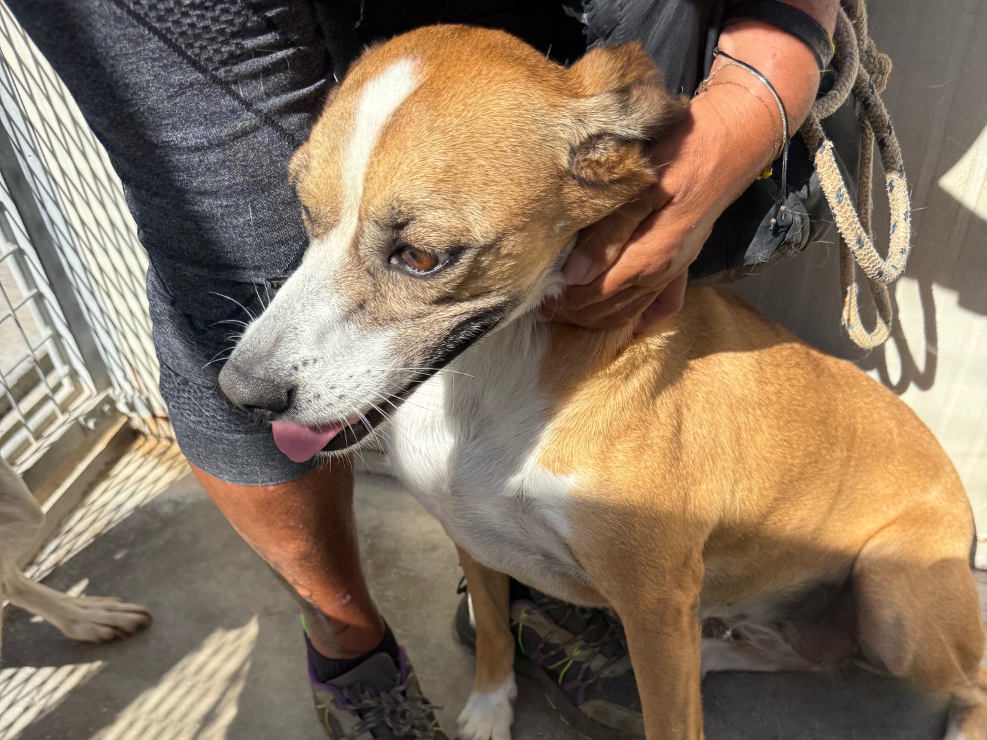 Adotta un cane, taglia media contenuta, femmina, Latina