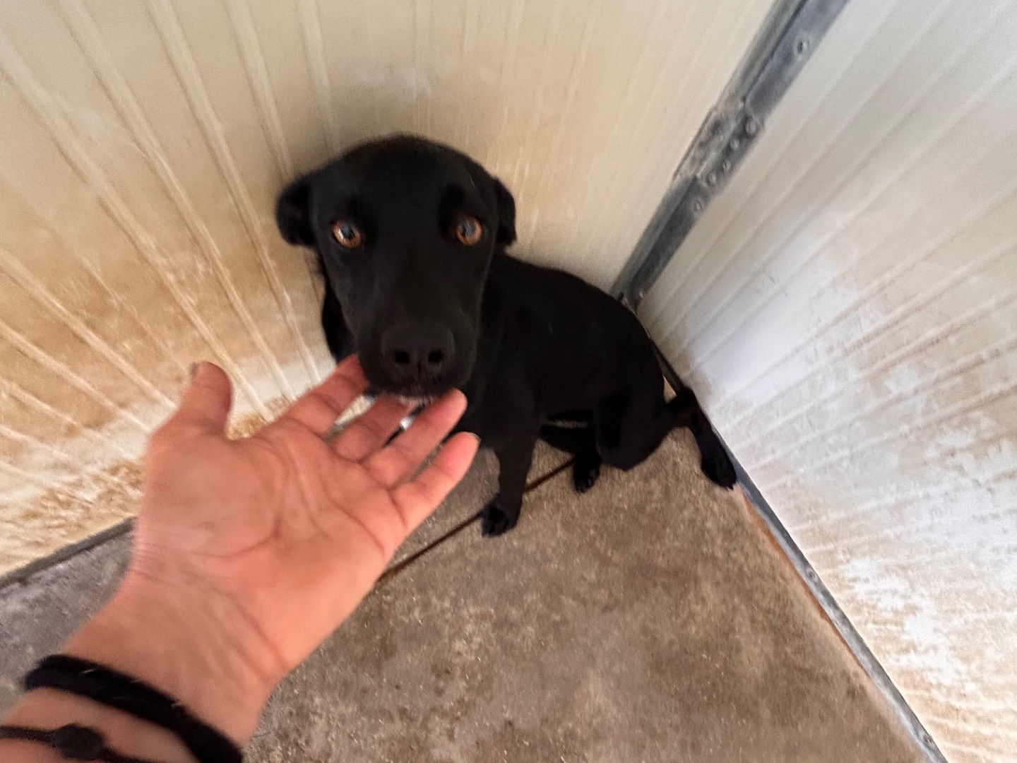 Adozione cane, maschio, Razza sconosciuta Razza sconosciuta, 5 anni e 5 mesi, taglia media contenuta, Latina