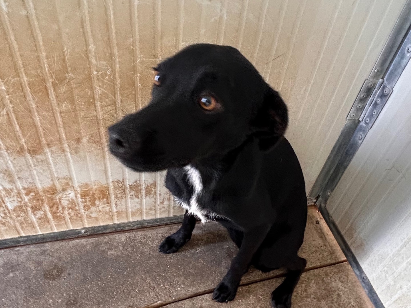 Adotta un cane, maschio, 5 anni e 5 mesi, Latina