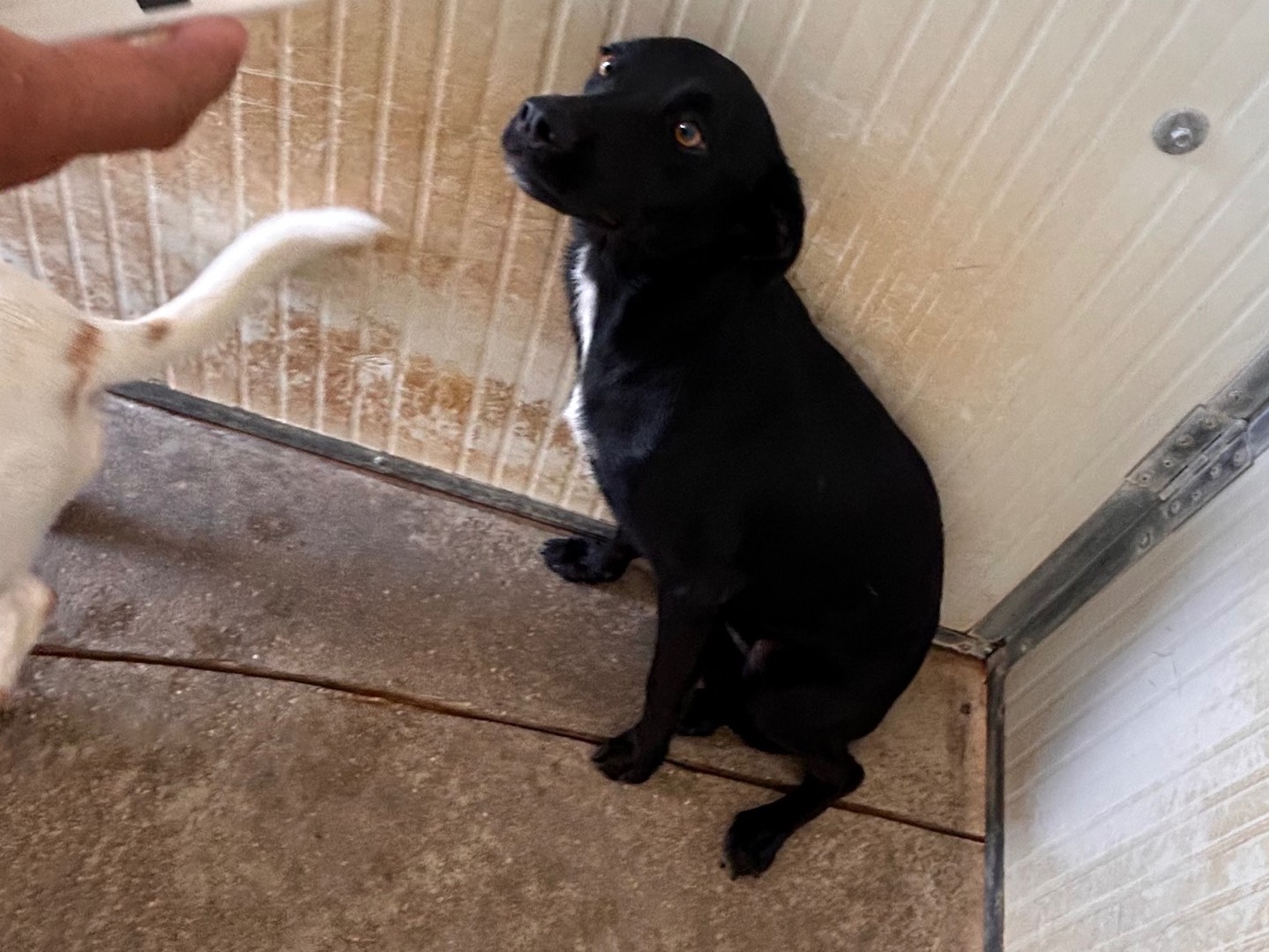 Adotta un cane, taglia media contenuta, maschio, Latina