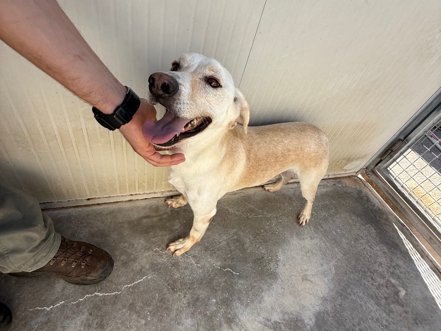 Adozione cane, maschio, Razza sconosciuta Razza sconosciuta, 5 anni e 3 mesi, taglia media contenuta, Latina