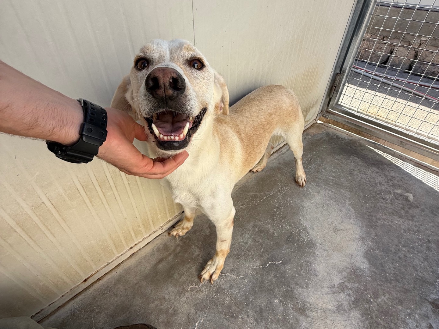 Adotta un cane, maschio, 5 anni e 3 mesi, Latina