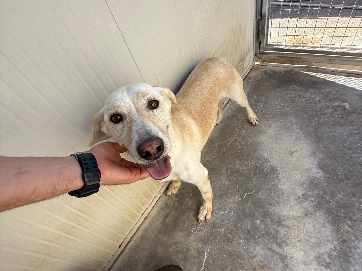 Adotta un cane, taglia media contenuta, maschio, Latina