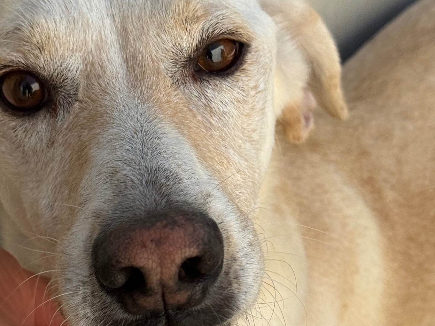 Vuoi adottare un cane a Latina?