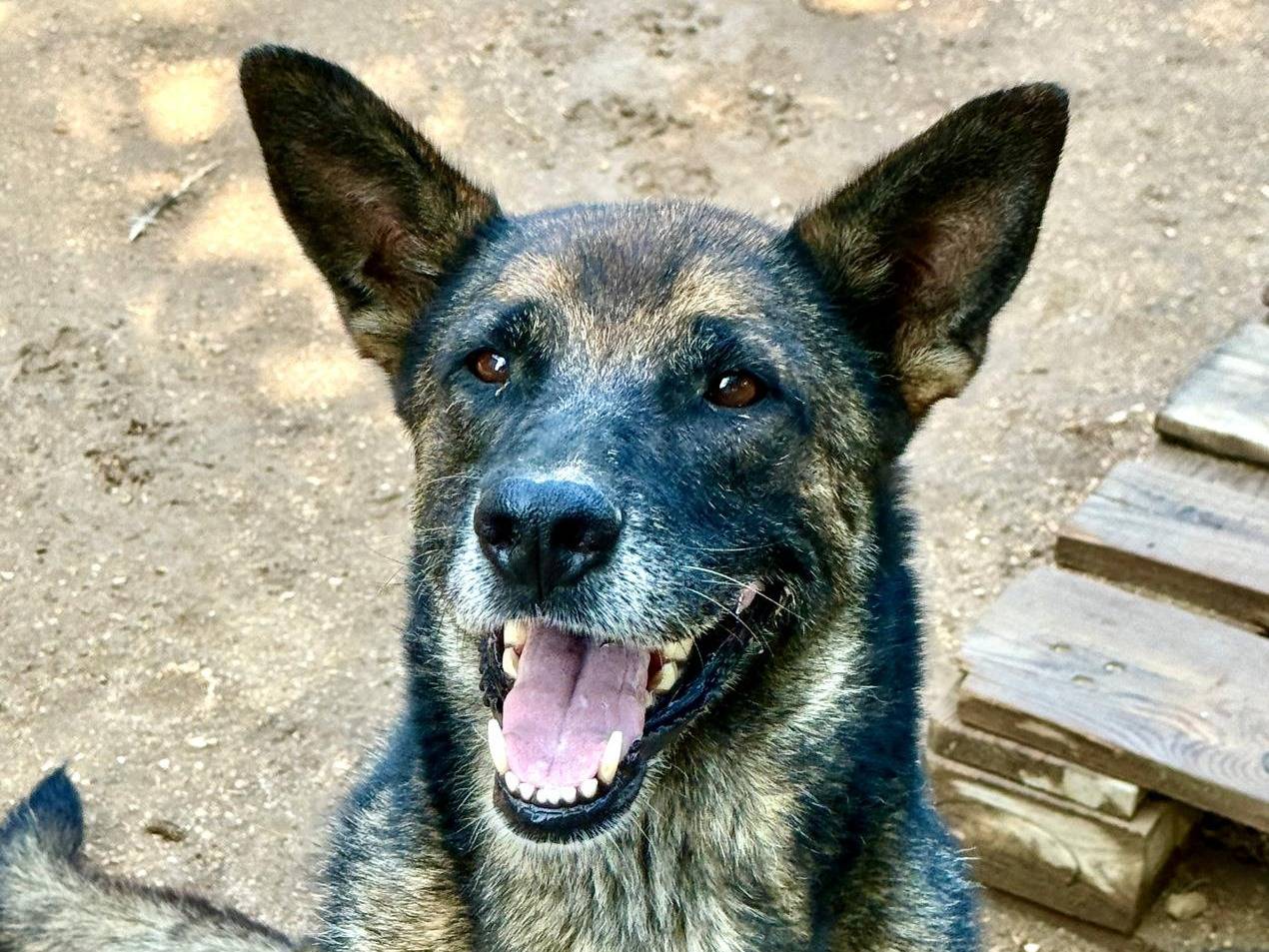 Adozione cane, femmina, Pastore tedesco Razza sconosciuta, 4 anni, taglia media, Como
