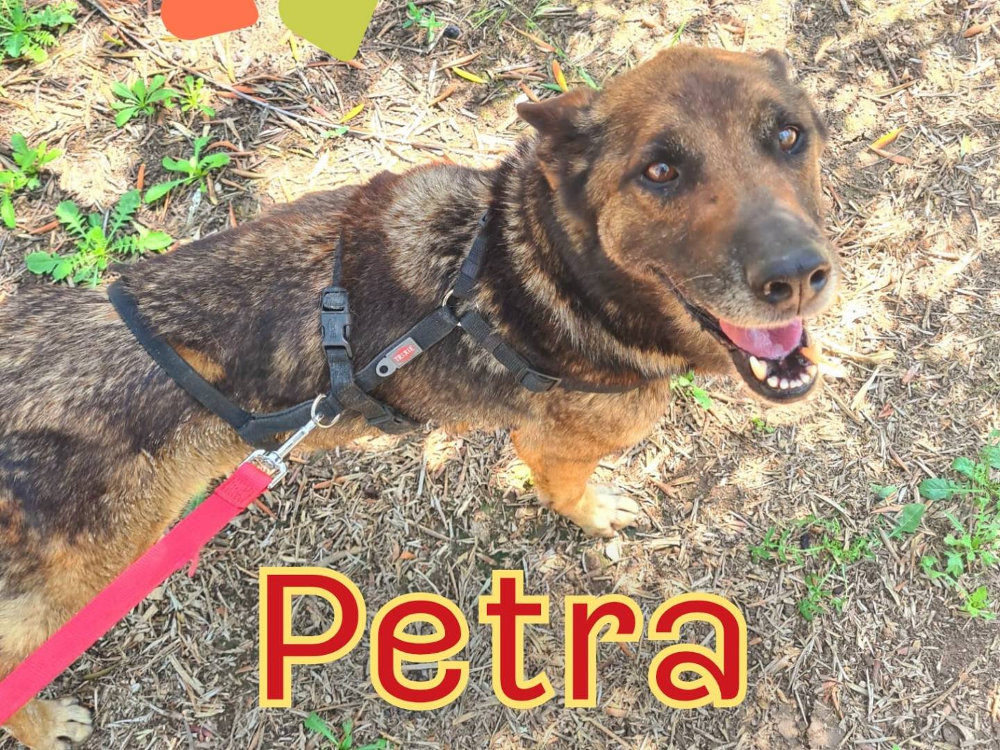 Adotta un cane, femmina, 4 anni, Como