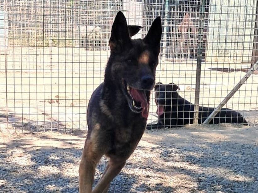 Adotta un cane, taglia media, femmina, Como