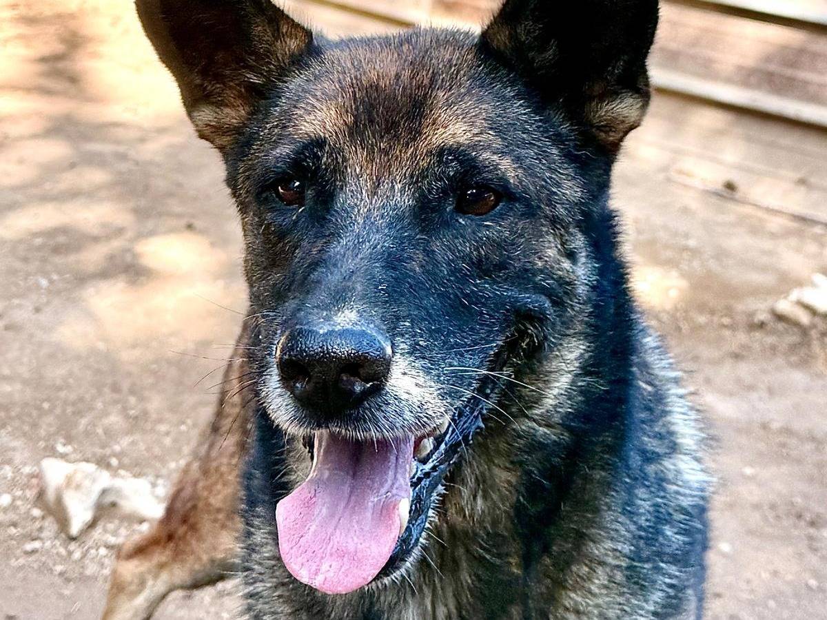 Adotta il cane Petra a Como