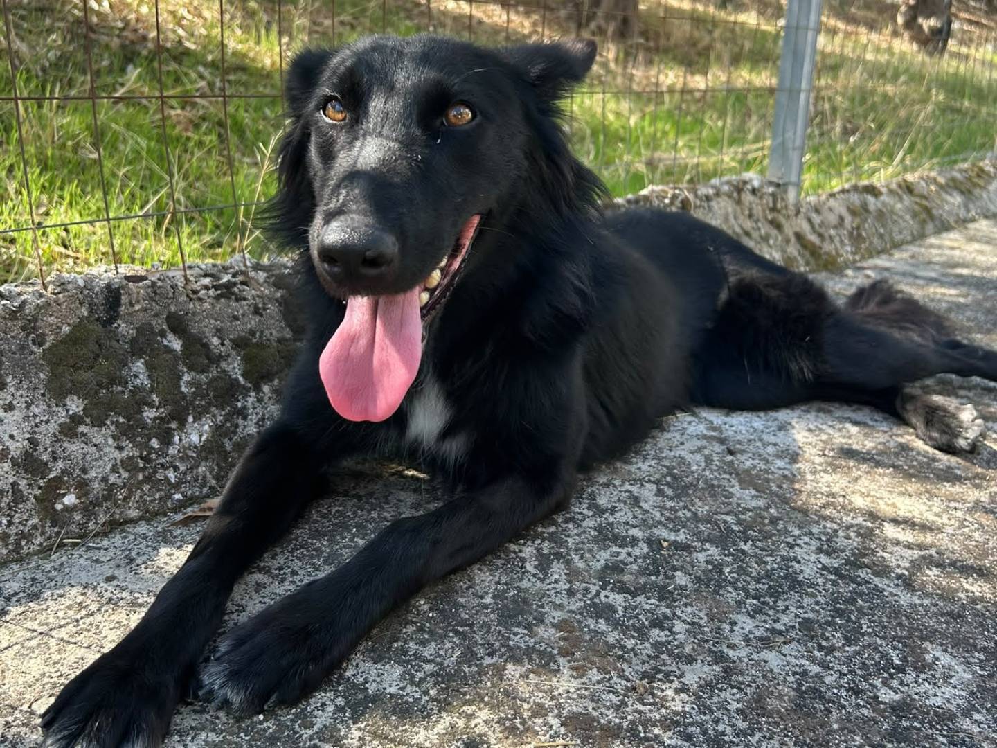 Adozione cane, femmina, Razza sconosciuta Razza sconosciuta, 1 anno e 2 mesi, taglia media contenuta, Agrigento