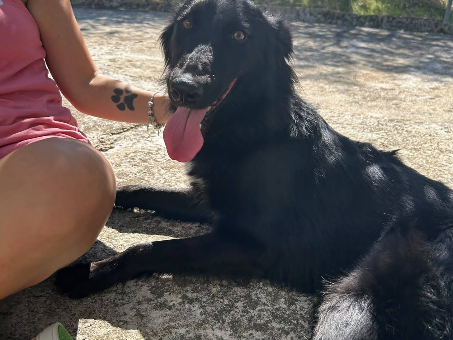 Adotta un cane, femmina, 1 anno e 2 mesi, Agrigento