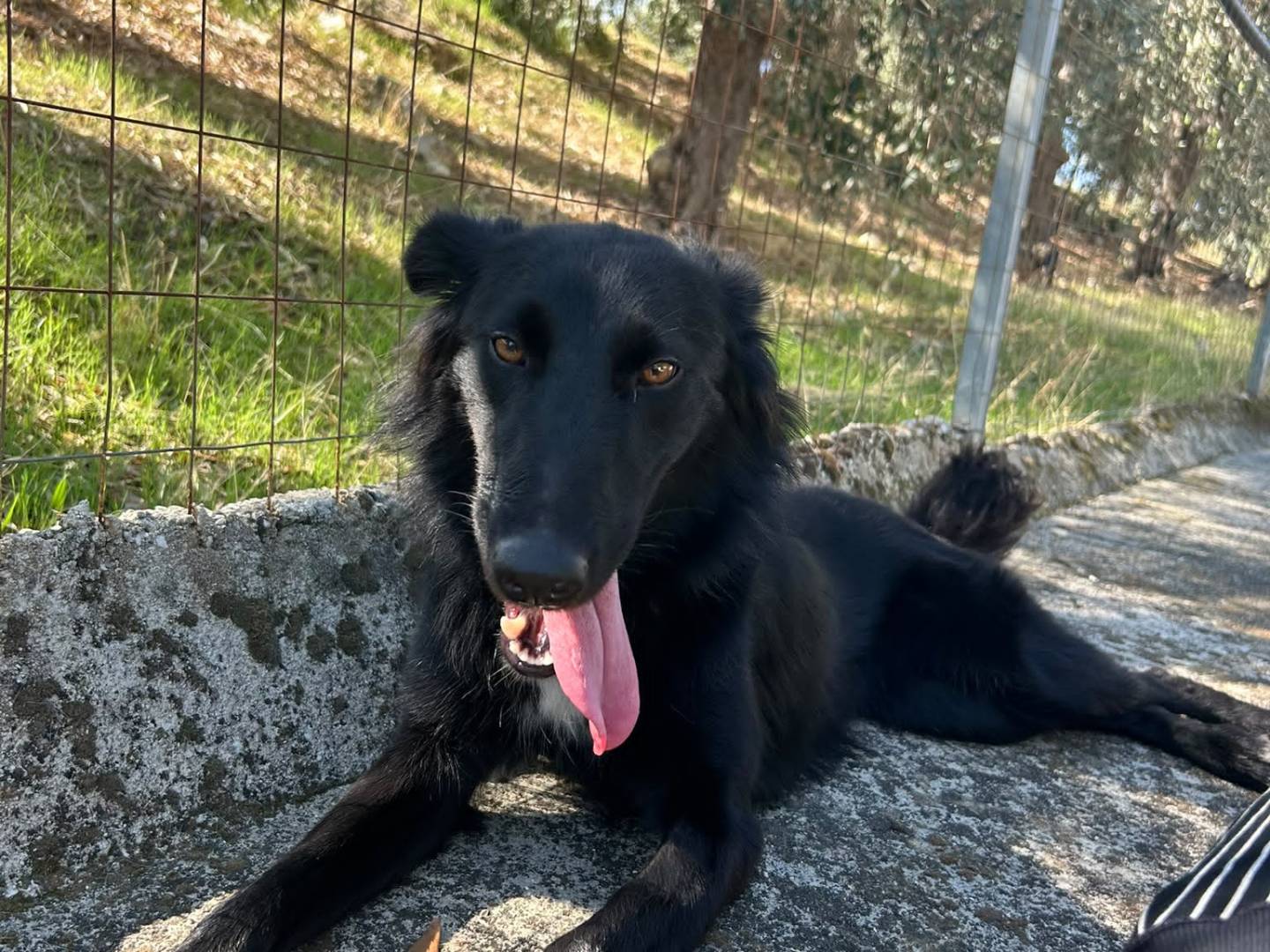 Adotta un cane, taglia media contenuta, femmina, Agrigento
