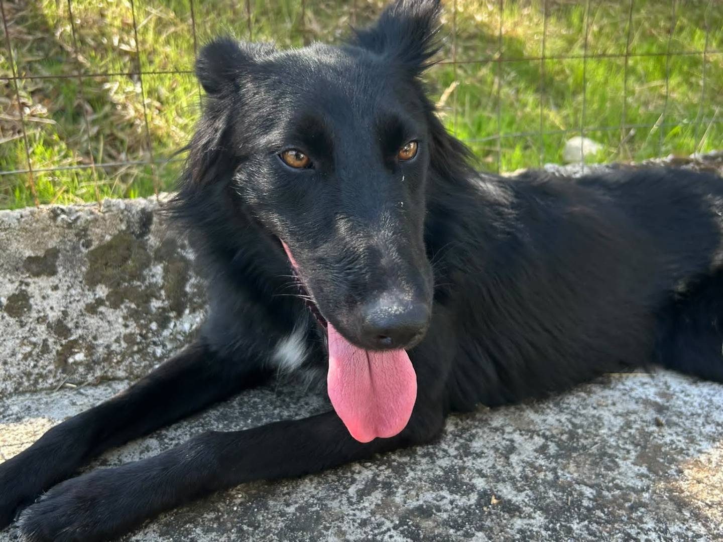 Vuoi adottare un cane a Agrigento?