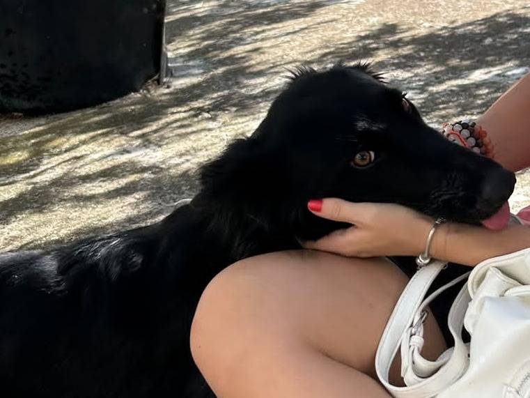 Adotta il cane Lia a Agrigento