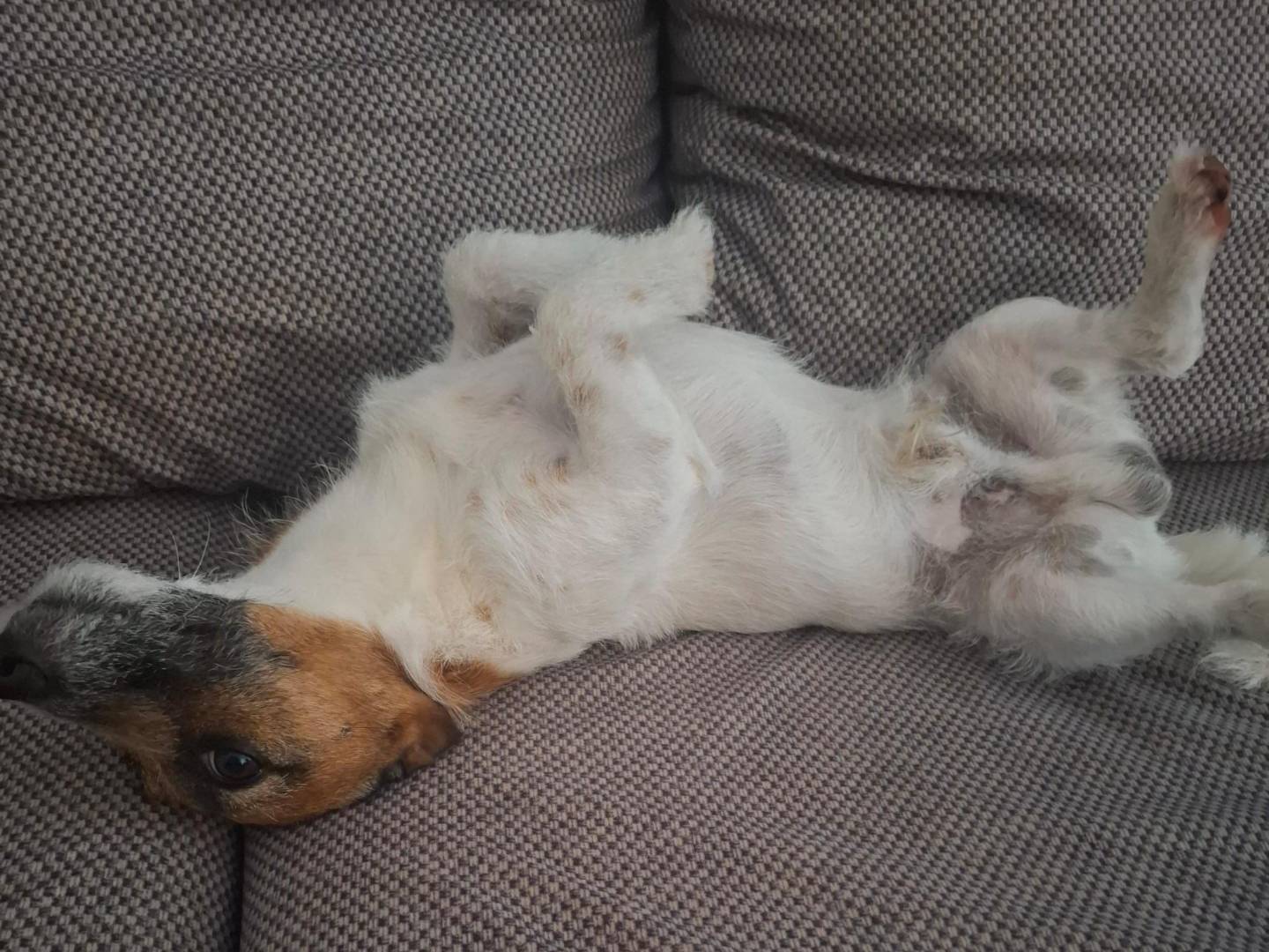 Adotta un cane, maschio, 3 anni, Brindisi