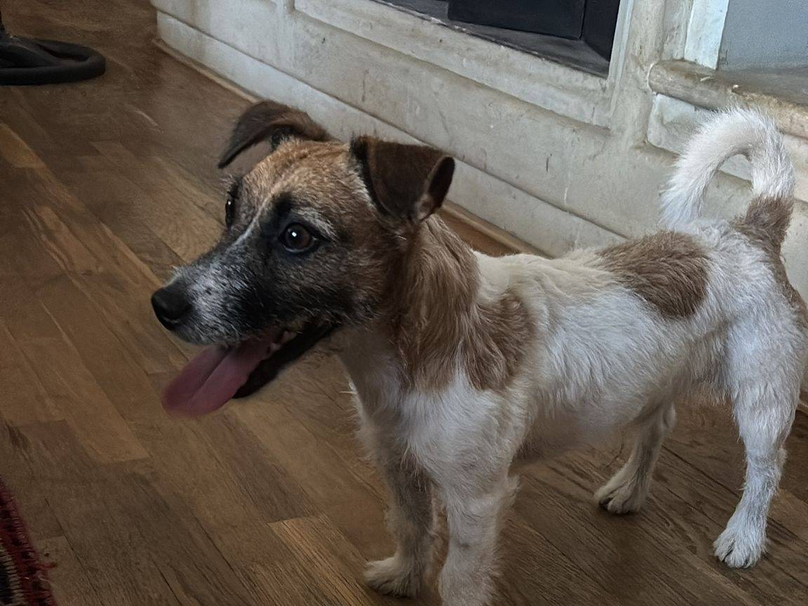 Adotta un cane, taglia piccola, maschio, Brindisi