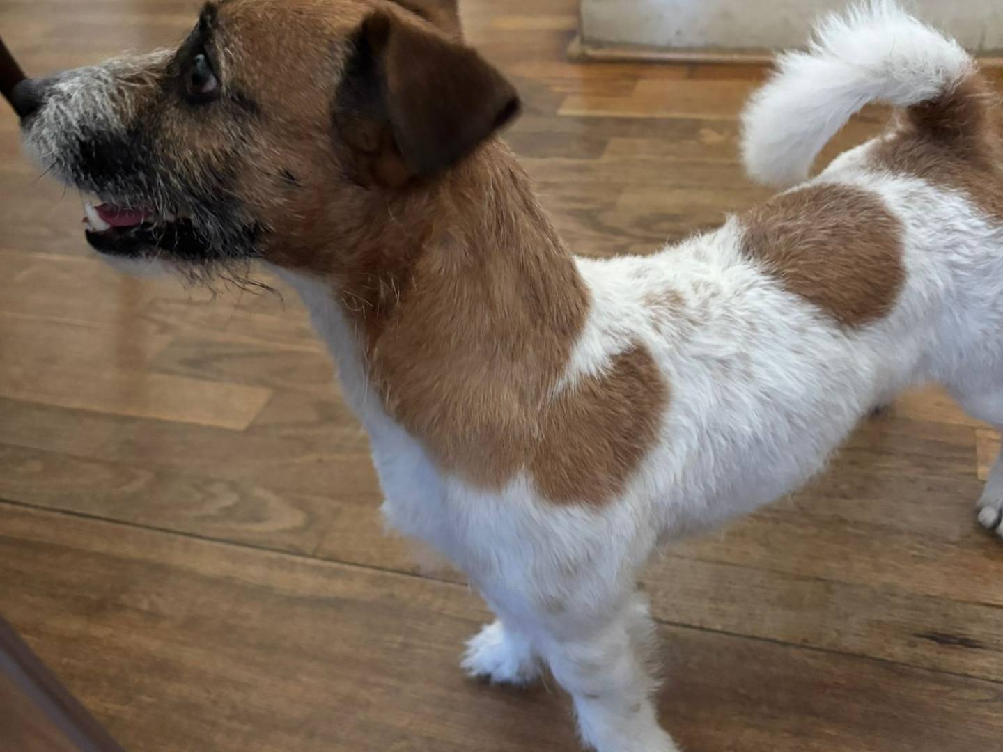 Vuoi adottare un cane a Brindisi?