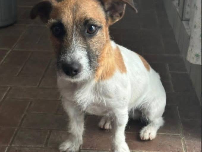 Adozione cane, maschio, Jack Russell Terrier Razza sconosciuta, 3 anni, taglia piccola, Brindisi