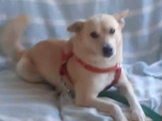 Adotta un cane, maschio, 4 anni, Brindisi