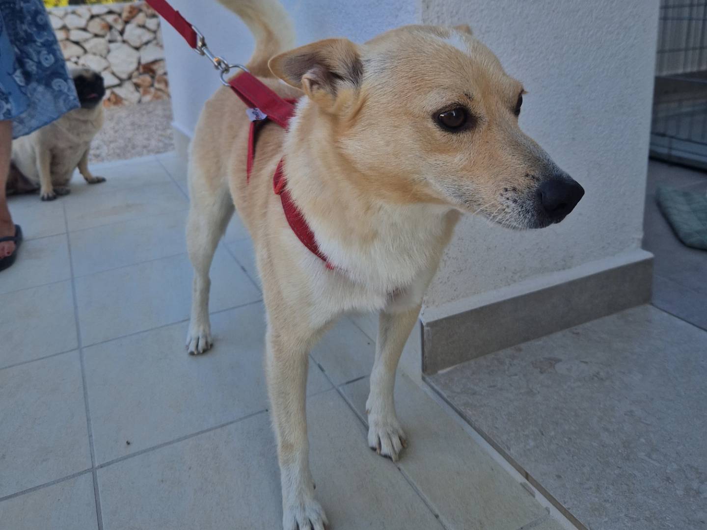Adotta un cane, taglia piccola, maschio, Brindisi