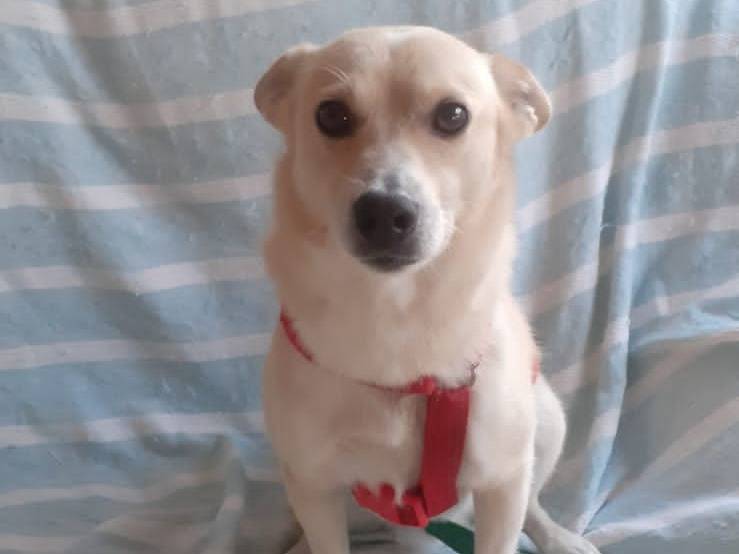 Adozione cane, maschio, Razza sconosciuta Razza sconosciuta, 4 anni, taglia piccola, Brindisi