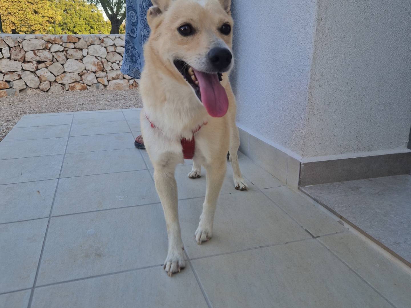 Vuoi adottare un cane a Brindisi?