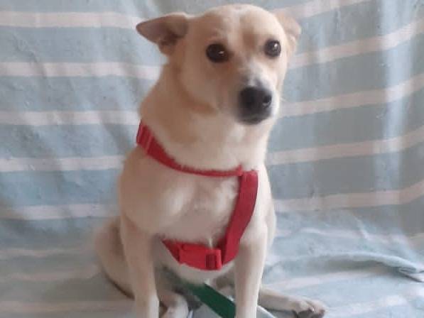 Adotta il cane Giosuè  a Brindisi