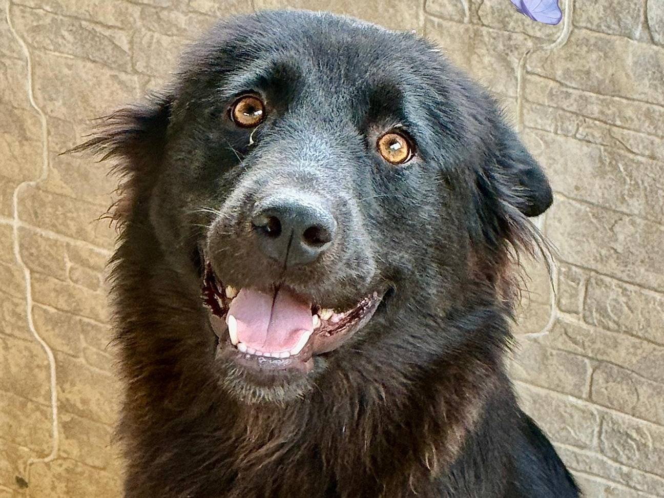 Adozione cane, femmina, Razza sconosciuta Razza sconosciuta, 1 anno e 11 mesi, taglia media, Parma