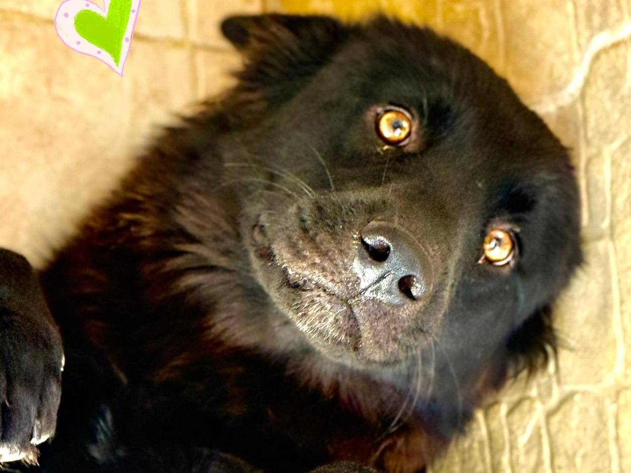 Adotta un cane, femmina, 1 anno e 11 mesi, Parma