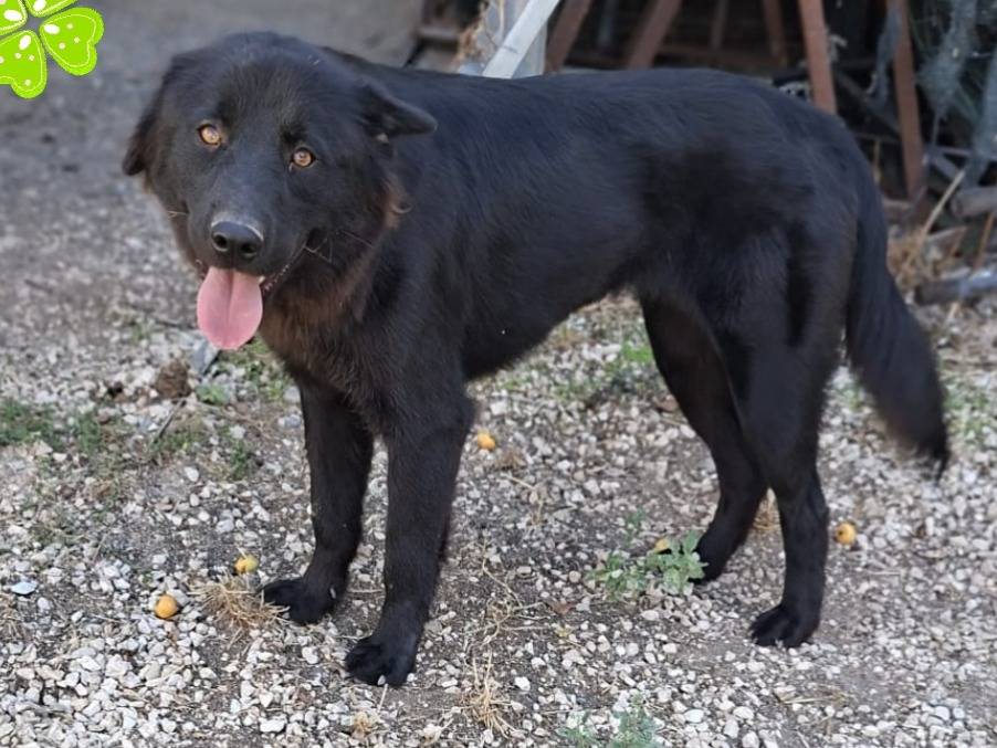 Adotta un cane, taglia media, femmina, Parma