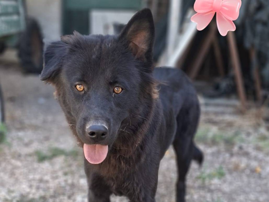 Vuoi adottare un cane a Parma?