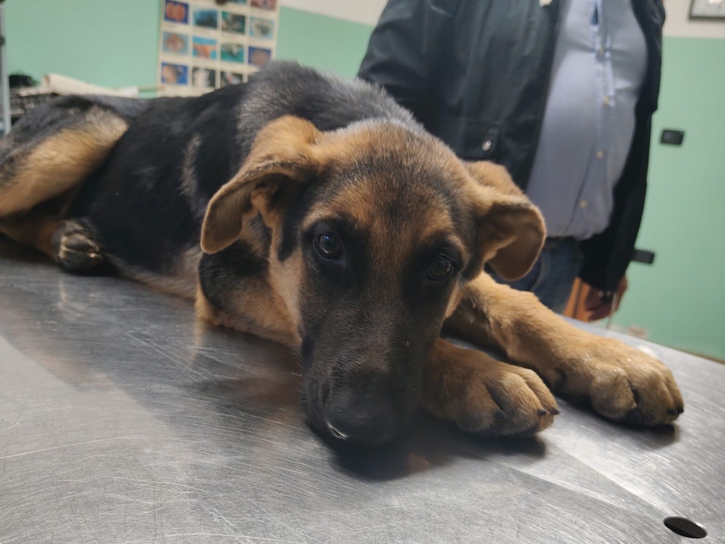 Adozione cane, maschio, Pastore tedesco Razza sconosciuta, 4 mesi, taglia grande, Vibo