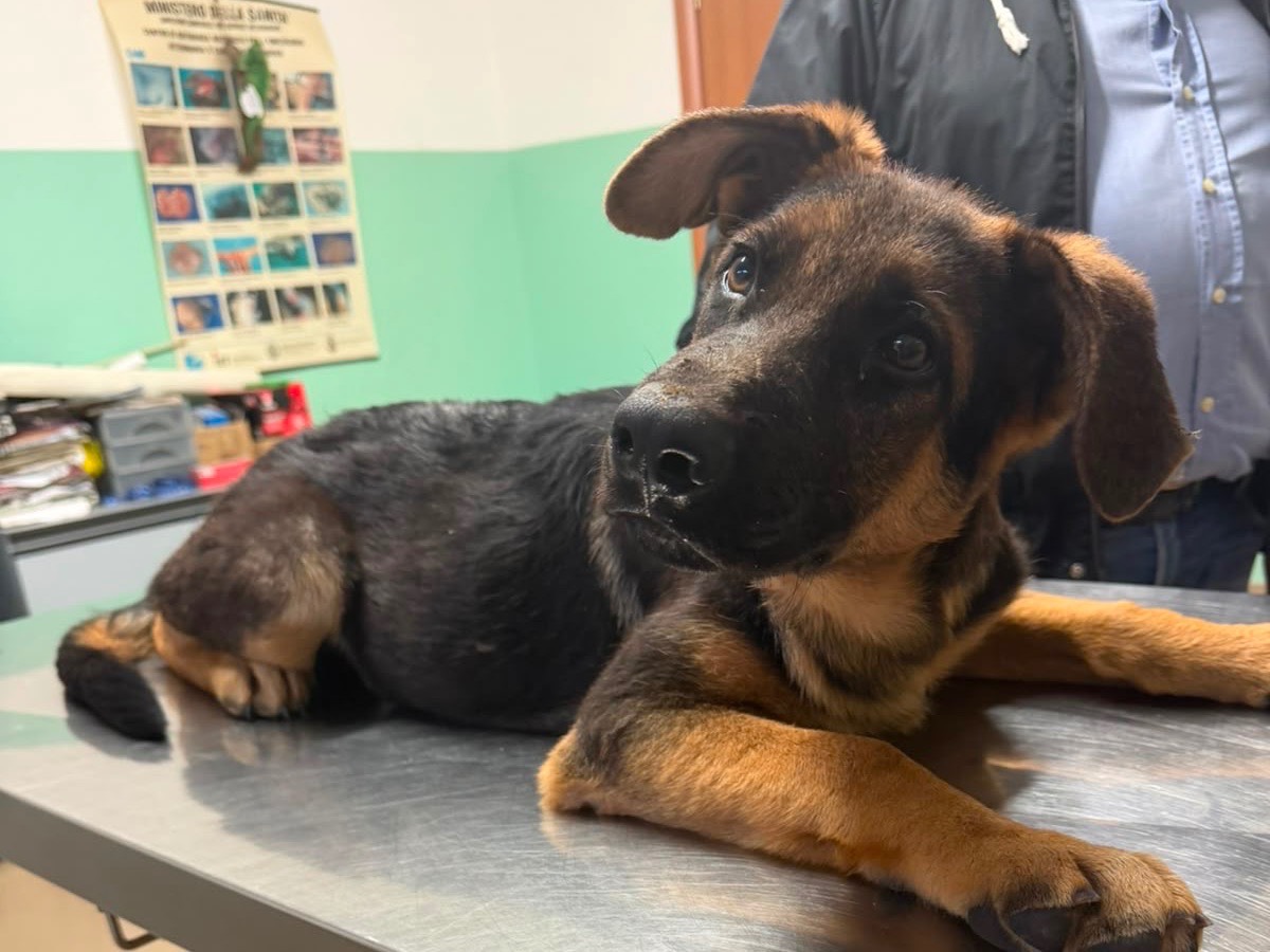 Adotta un cane, maschio, 4 mesi, Vibo