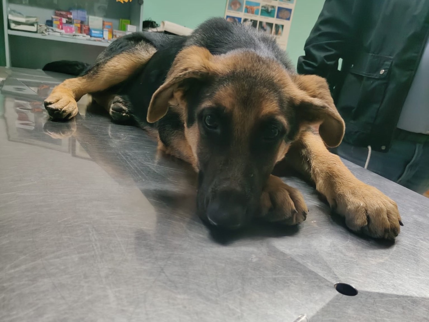 Adotta il cane Pluto a Vibo