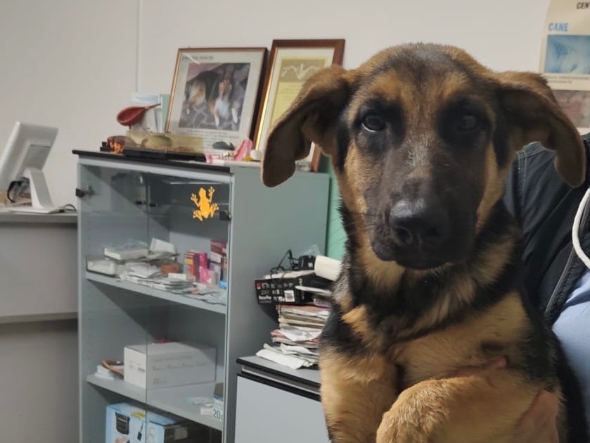 Adotta un cane, maschio, 4 mesi, Vibo