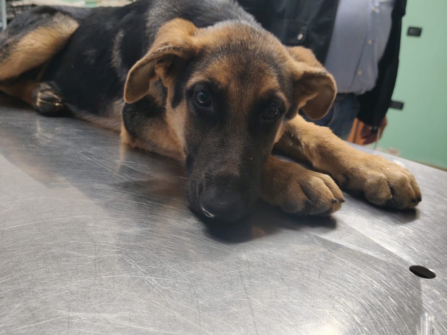 Adotta un cane, taglia grande, maschio, Vibo