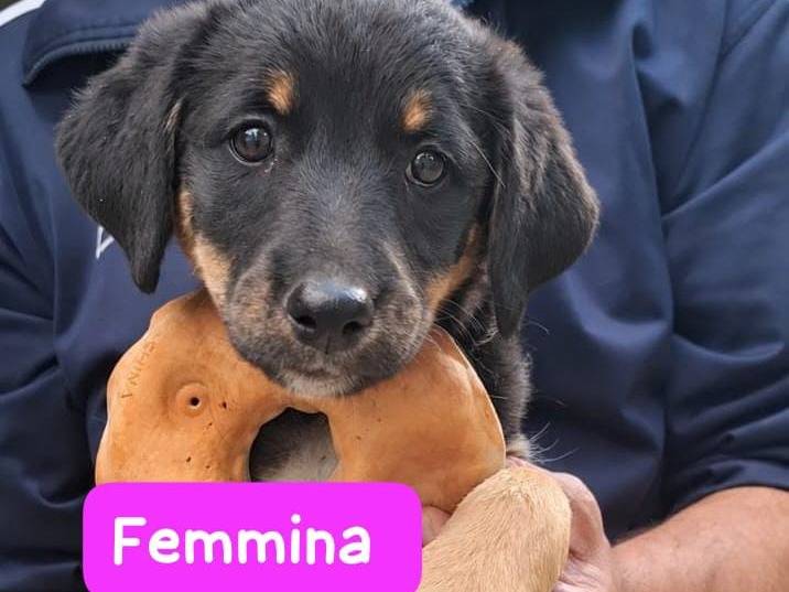 Adotta un cane, maschio, 2 mesi, Arezzo
