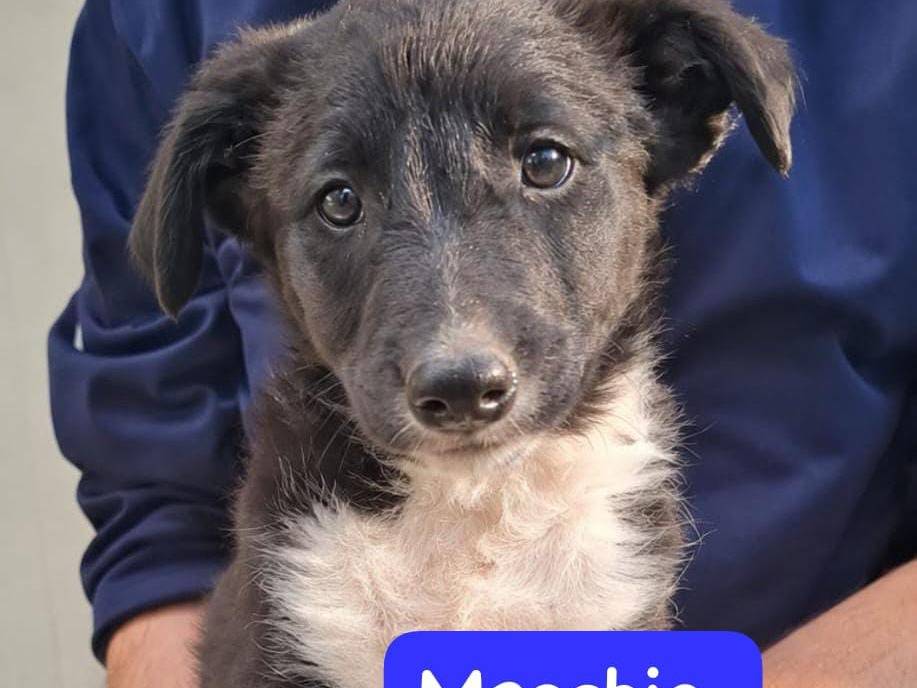 Adotta un cane, taglia media, maschio, Arezzo