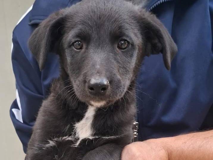 Vuoi adottare un cane a Arezzo?