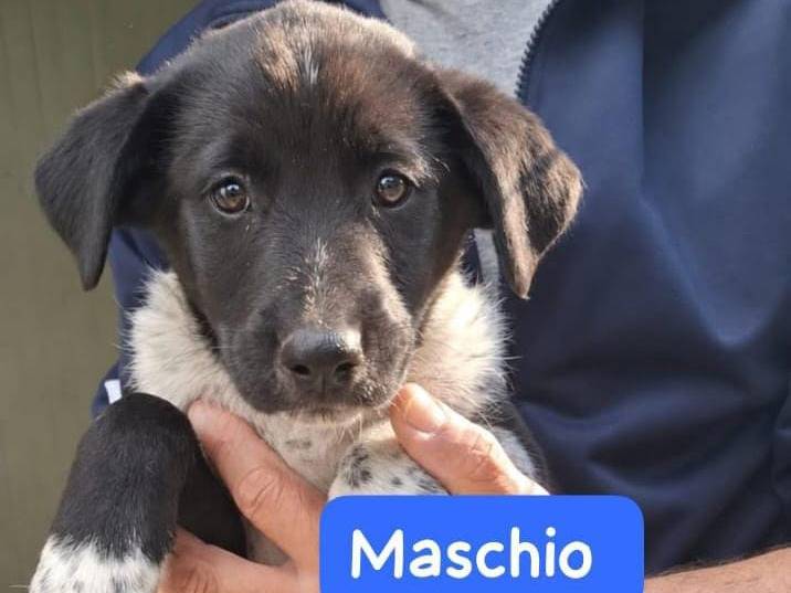 Adotta il cane cucciol a Arezzo