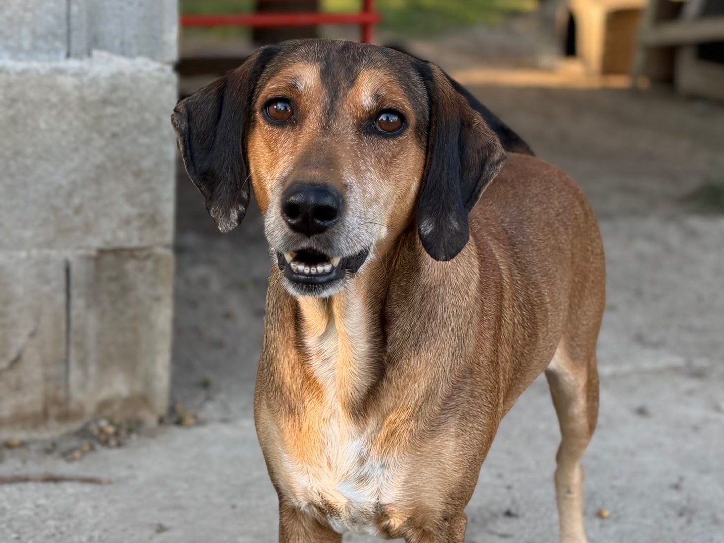 Adozione cane, maschio, Razza sconosciuta Razza sconosciuta, 4 anni, taglia media contenuta, Avellino