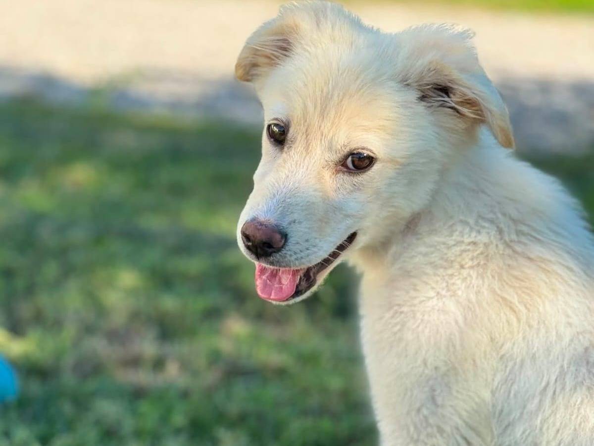 Adozione cane, femmina, Razza sconosciuta Razza sconosciuta, 4 mesi, taglia media, Treviso