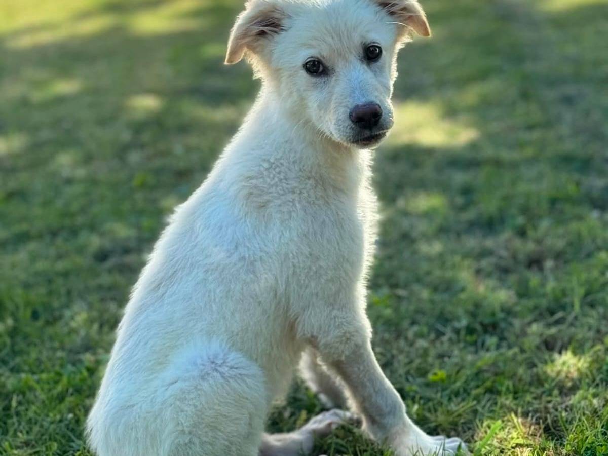 Adotta un cane, femmina, 4 mesi, Treviso