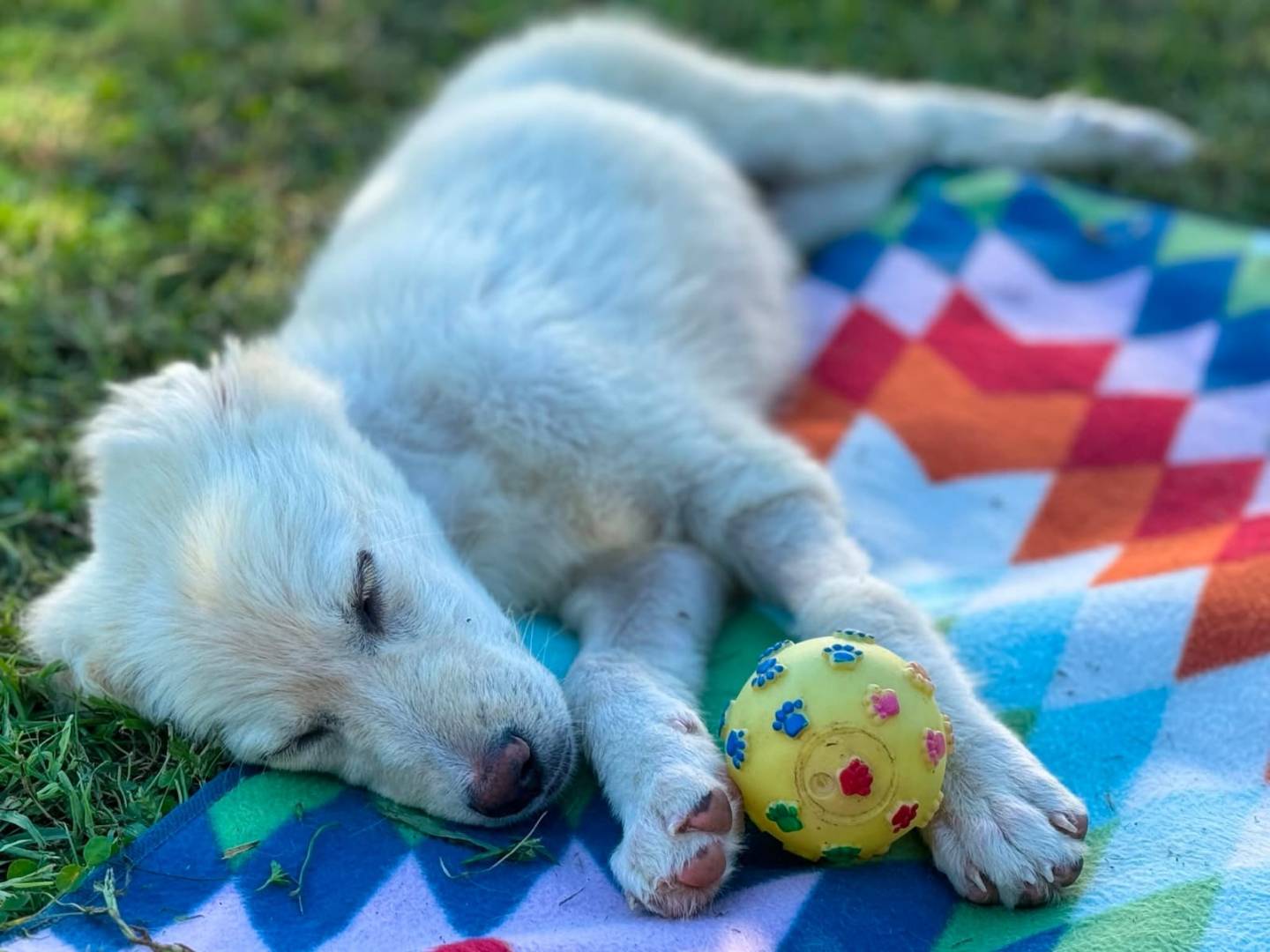 Adotta un cane, taglia media, femmina, Treviso