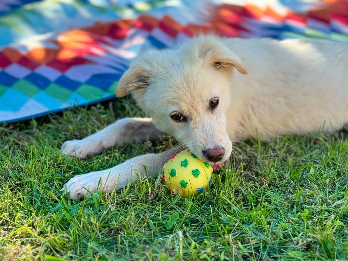 Vuoi adottare un cane a Treviso?