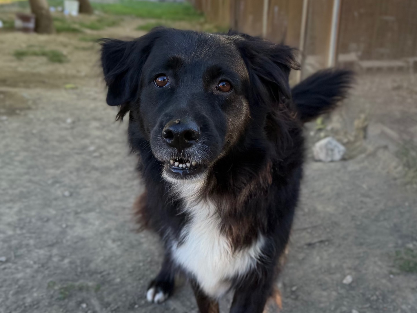 Adozione cane, femmina, Razza sconosciuta Razza sconosciuta, 3 anni e 11 mesi, taglia media, Avellino