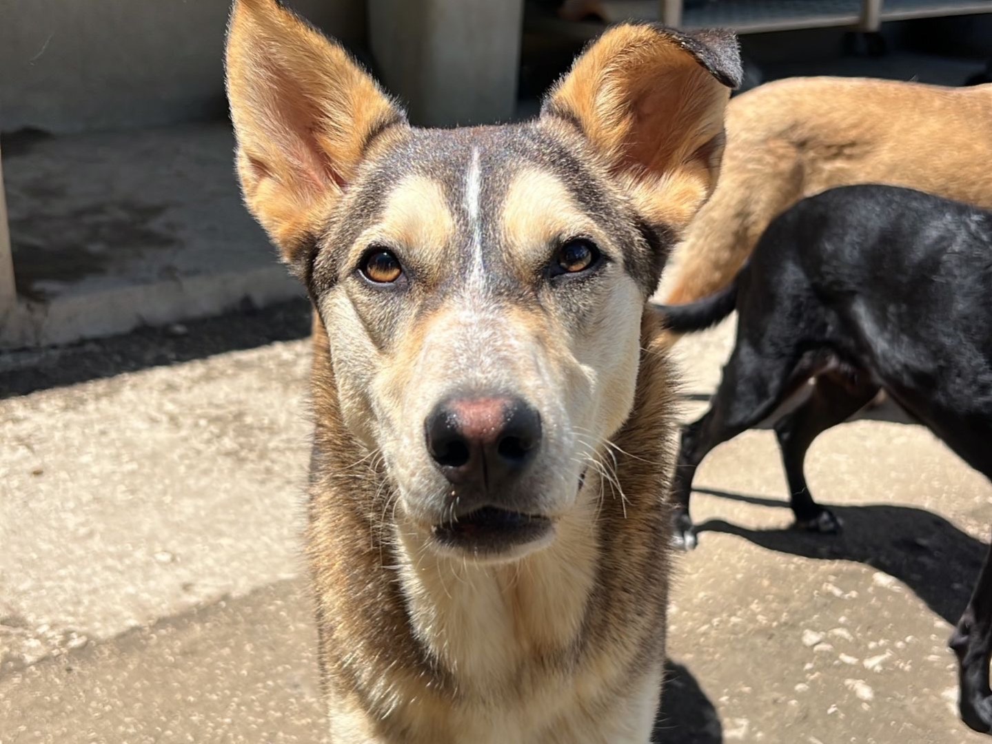 Adozione cane, femmina, Razza sconosciuta Razza sconosciuta, 1 anno e 11 mesi, taglia media, Avellino