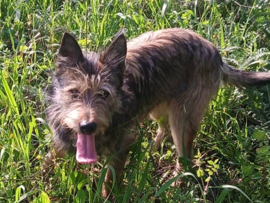 Adozione cane, maschio, Razza sconosciuta Razza sconosciuta, 1 anno e 2 mesi, taglia media contenuta, Nuoro