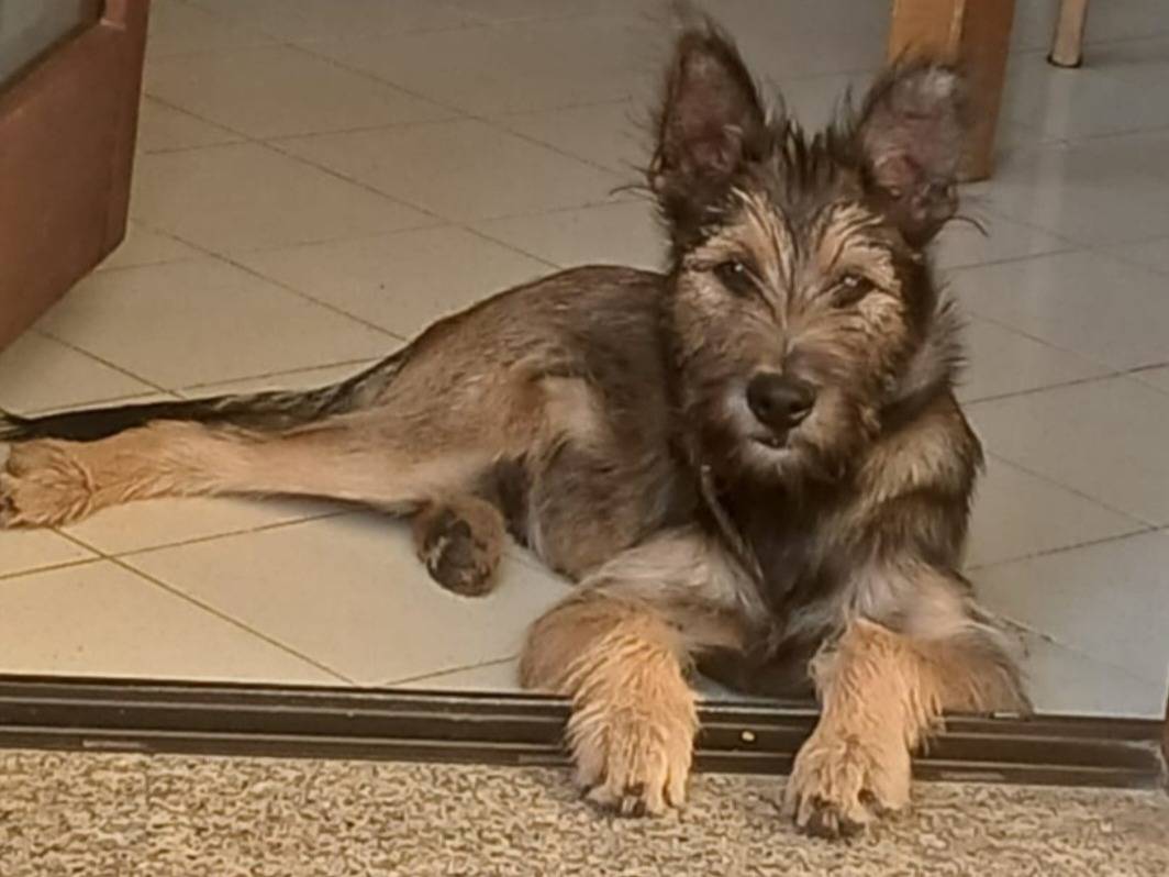 Adotta un cane, maschio, 1 anno e 2 mesi, Nuoro