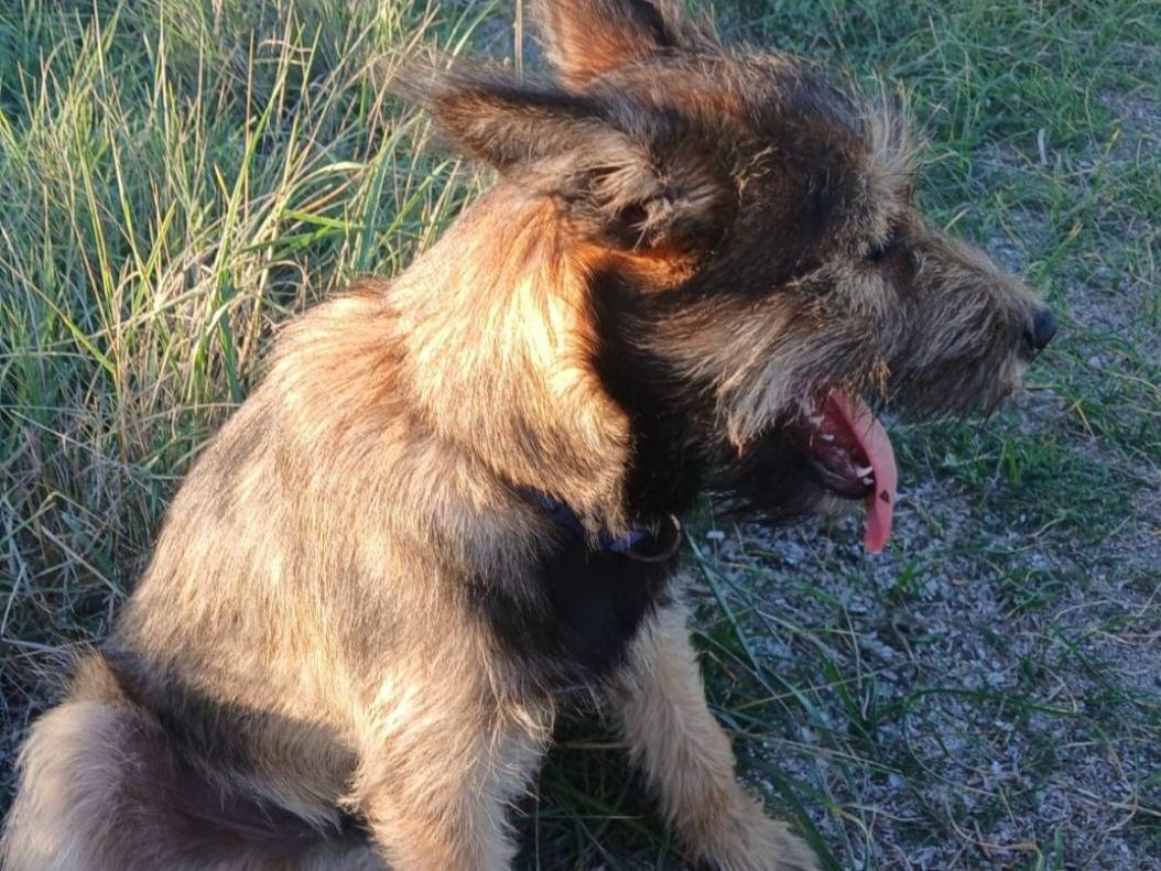 Adotta un cane, taglia media contenuta, maschio, Nuoro