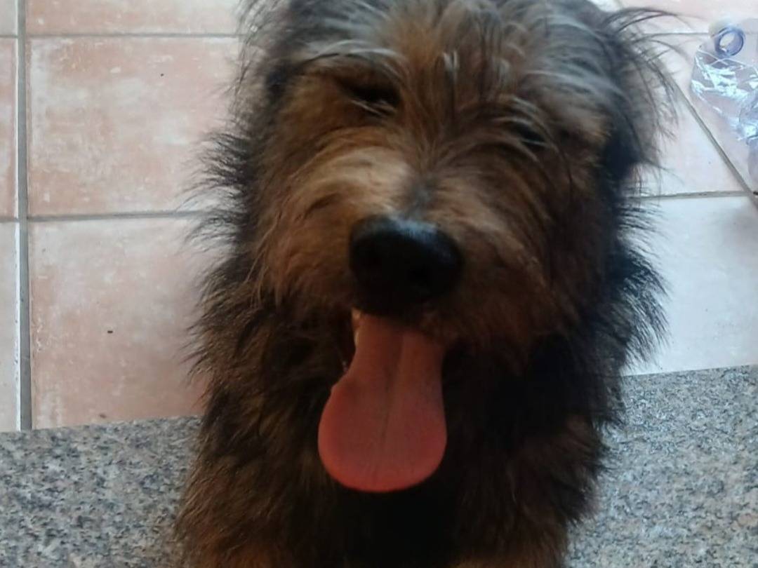Vuoi adottare un cane a Nuoro?